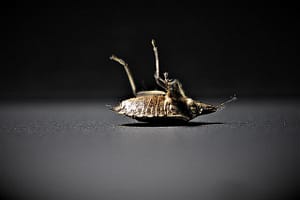 bed bug pest control services