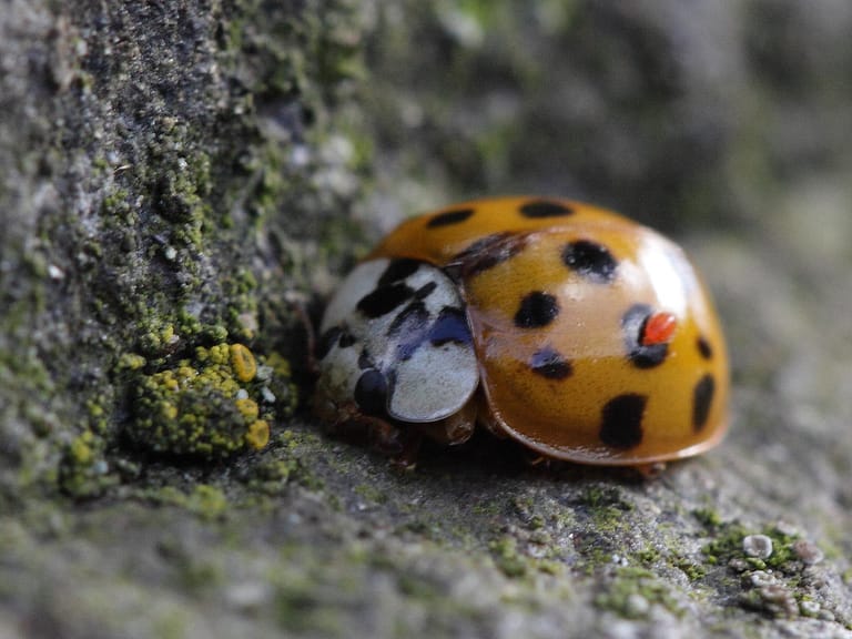 How to get rid of Ladybugs