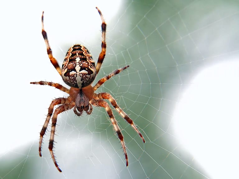 Spiders - Control of pest spiders in the garden.