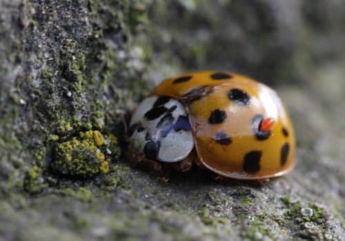 How to get rid of Ladybugs
