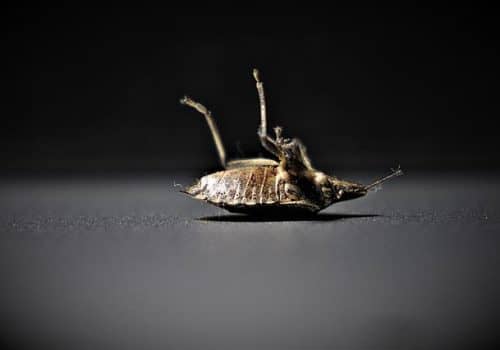 bed bug pest control services
