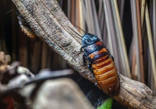 Cockroach Control near me
